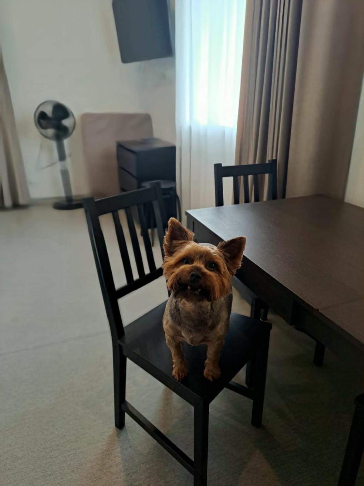 Jaunamuiza Apartment *